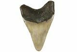 Fossil Megalodon Tooth - North Carolina #183338-1